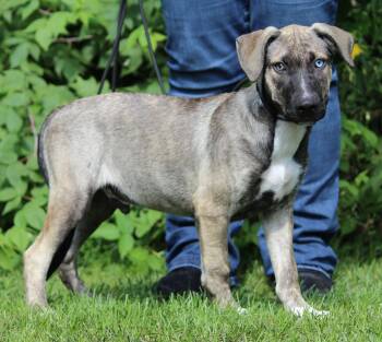 Mateo -  Siberian Husky Dog for Adoption in Portage, Wisconsin - Mateo | PetCurious