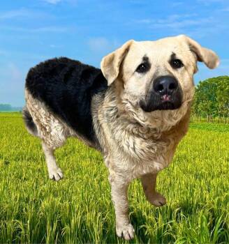 Dirk -  German Shepherd Dog Dog for Adoption in Salem, Oregon - Dirk | PetCurious