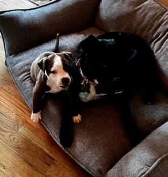 Pit Bull Terrier and Mixed Breed Dogs Available for Adoption - ChopChop | PetCurious