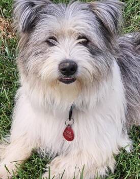 Dax -  Shih Tzu and Petit Basset Griffon Vendeen Dog for Adoption in West Peoria, Illinois - Dax | PetCurious