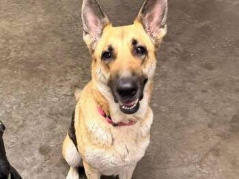 Luna -  German Shepherd Dog Dog for Adoption in Indianapolis, Indiana - Luna | PetCurious