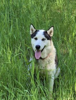 Rescue Siberian Husky Dogs for Adoption in Pasco, Washington - Balto | PetCurious