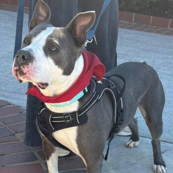 Rescue Pit Bull Terrier Dogs for Adoption in Roswell, Georgia - Rupert | PetCurious