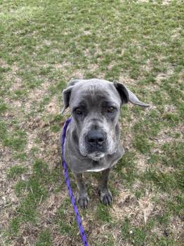 Cane Corso and Mixed Breed Dogs Available for Adoption in Indianapolis, Indiana - ELIZA | PetCurious