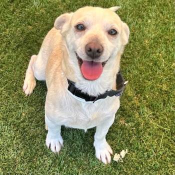 Trix -  Chihuahua Dog for Adoption in Walnut Creek, California - Trix | PetCurious