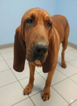 Rescue Bloodhound and Mixed Breed Dogs for Adoption in Bowling Green, Kentucky - Willie | PetCurious