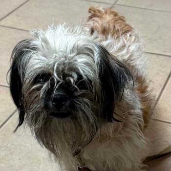 Sadie OS NV -  Yorkshire Terrier and Terrier Dog for Adoption in Las Vegas, Nevada - Sadie OS NV | PetCurious