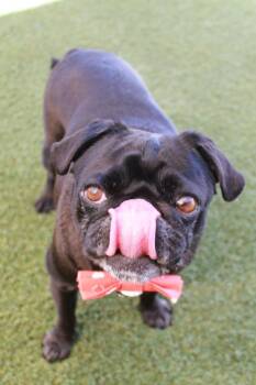Bluebear -  Pug Dog for Adoption in Gardena, California - Bluebear | PetCurious