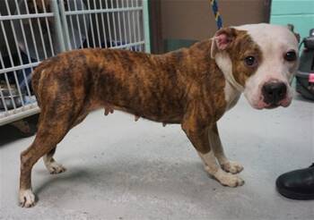 Rescue Pit Bull Terrier and Mixed Breed Dogs for Adoption in Ocala, Florida - PATCHES | PetCurious