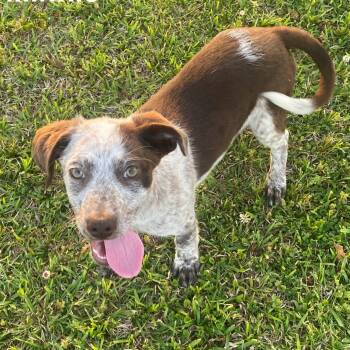 German Shorthaired Pointer and Labrador Retriever Dogs Available for Adoption in Glocester, Rhode Island - Minnie* | PetCurious