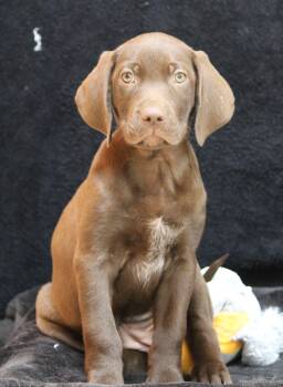 Trudy -  German Shorthaired Pointer Dog for Adoption in Portage, Wisconsin - Trudy | PetCurious
