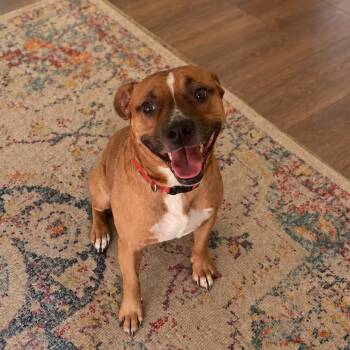 Dizzy -  Boxer and Mixed Breed Dog for Adoption in Medfield, Massachusetts - Dizzy | PetCurious