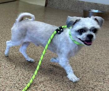 Shih Tzu and Mixed Breed Dogs Available for Adoption in Springfield, Massachusetts - PELUCHE | PetCurious