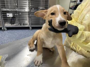 CHARLIE -  German Shepherd Dog Dog for Adoption in Riverside, California - CHARLIE | PetCurious