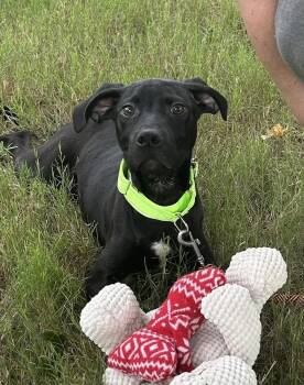 Rhett - Batesville Litter of 3 -  Pit Bull Terrier and Terrier Dog for Adoption in Horn Lake, Mississippi - Rhett - Batesville Litter Of 3 | PetCurious