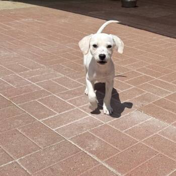 Junior -  Labrador Retriever Dog for Adoption in Spring, Texas - Junior | PetCurious