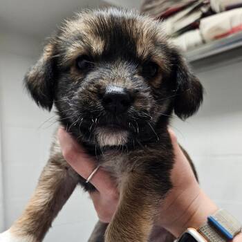 Mixed Breed Dogs Available for Adoption in Corpus Christi, Texas - Poppy | PetCurious