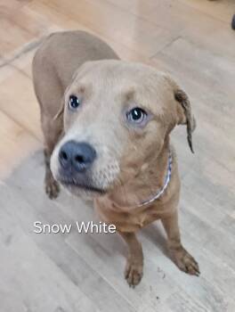 Rescue Labrador Retriever and Terrier Dogs for Adoption in Clinton, Maine - Snow White | PetCurious