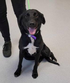 Blanche -  Mixed Breed Dog for Adoption in Chillicothe, Ohio - Blanche | PetCurious