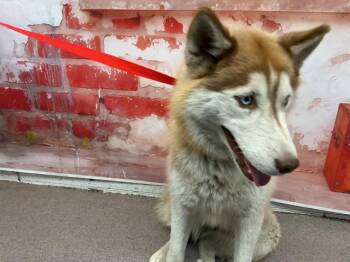 Siberian Husky Dogs Available for Adoption in San Bernardino, California - CRACE | PetCurious
