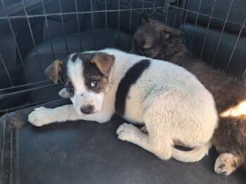 Mixed Breed Dogs Available for Adoption - SHORE | PetCurious