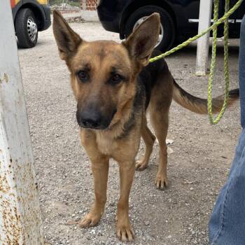 Shepherd Dogs Available for Adoption - Bunny | PetCurious