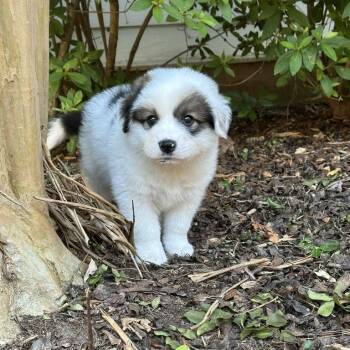 Mixed Breed Dogs Available for Adoption in Durham, North Carolina - Bandit | PetCurious