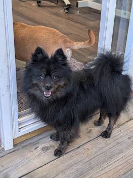 Guinness -  Pomeranian Dog for Adoption in Richmond, Virginia - Guinness | PetCurious