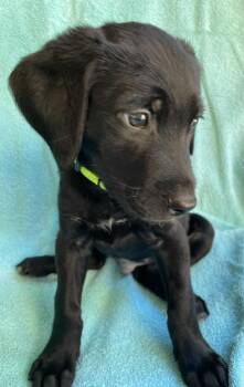 Rescue Black Labrador Retriever and Labradoodle Dogs for Adoption in Pensacola, Florida - Finley | PetCurious