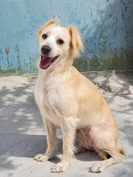 Estela -  Tibetan Spaniel and Terrier Dog for Adoption in Ventura, California - Estela | PetCurious
