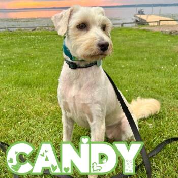 Candy -  Mixed Breed and Poodle Dog for Adoption in Mississauga, Ontario - Candy | PetCurious