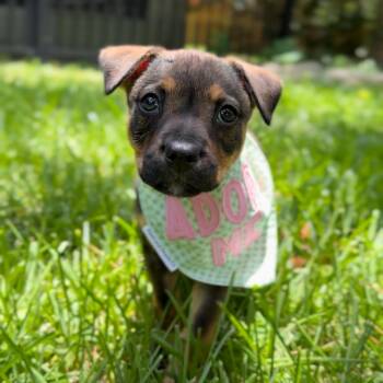 Rescue Black Mouth Cur Dogs for Adoption in Houston, Texas - Remy | PetCurious
