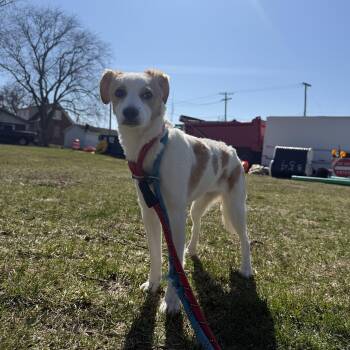 Jack Russell Terrier and Border Collie Dogs Available for Adoption - Beignet  | PetCurious