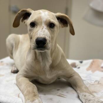 Shepherd and Mixed Breed Dogs Available for Adoption in Riverside, California - Jennifer Pawrence | PetCurious