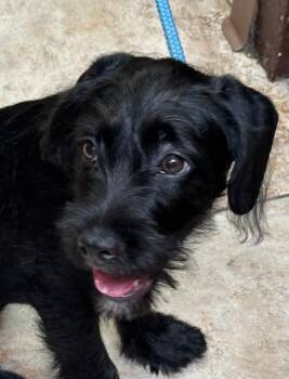 Trina -  Mixed Breed Dog for Adoption in Cincinnati, Ohio - Trina | PetCurious
