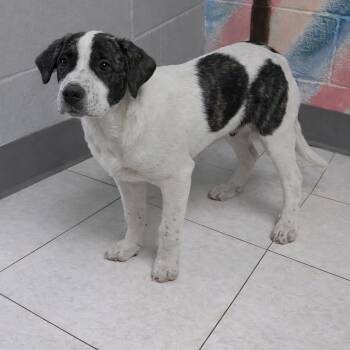 Mixed Breed Dogs Available for Adoption - Banjo | PetCurious