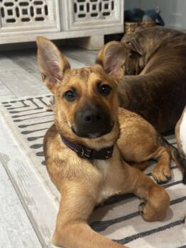 Punkin -  Terrier Dog for Adoption in The Woodlands, Texas - Punkin | PetCurious