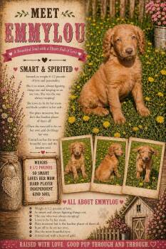 Irish Setter and Goldendoodle Dogs Available for Adoption in New Berlin, Wisconsin - EMMYLOU   $425 | PetCurious