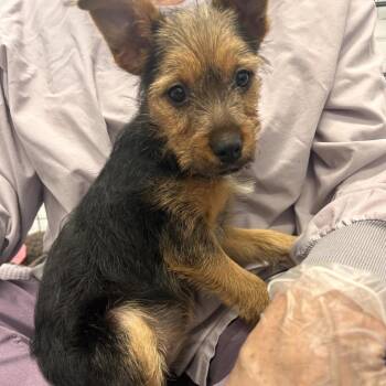 Bristol -  Mixed Breed Dog for Adoption in Wheeling, Illinois - Bristol | PetCurious