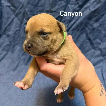 Canyon -  Pit Bull Terrier Dog for Adoption in Brainerd, Minnesota - Canyon | PetCurious
