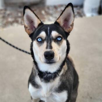 Mixed Breed Dogs Available for Adoption - Runa | PetCurious