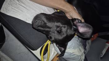 Ms Ana -  Black Labrador Retriever and Border Collie Dog for Adoption in Manhattan Beach, California - Ms Ana | PetCurious