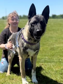 German Shepherd Dog Dogs Available for Adoption in Auburn, Indiana - Delilah | PetCurious