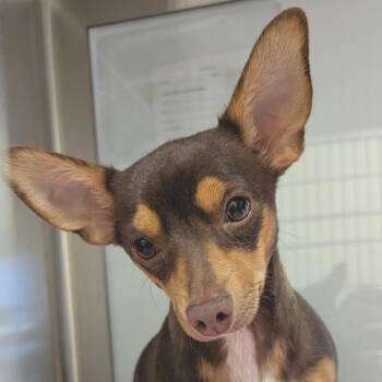 Mixed Breed Dogs Available for Adoption in Las Cruces, New Mexico - Cedar | PetCurious