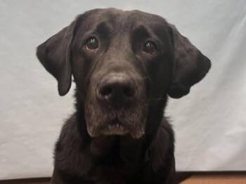 Lucky -  Labrador Retriever and Mixed Breed Dog for Adoption in Golden Valley, Minnesota - Lucky | PetCurious