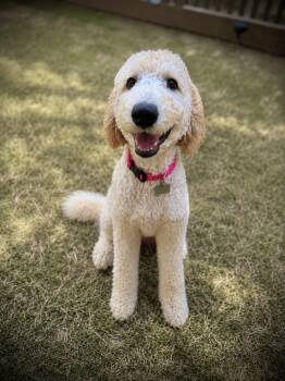 Edith -  Goldendoodle Dog for Adoption - Edith | PetCurious