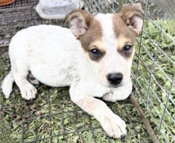 A658340 -  Australian Cattle Dog Blue Heeler Dog for Adoption in Houston, Texas - A658340 | PetCurious