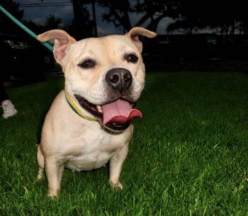 Mixed Breed Dogs Available for Adoption in Houston, Texas - Moo Deng | PetCurious