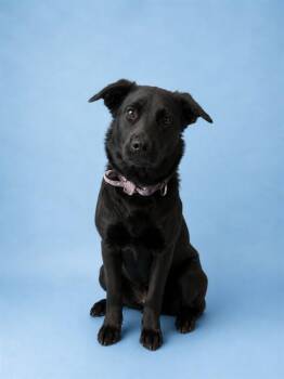 Labrador Retriever Dogs Available for Adoption in Westminster, Maryland - SHALA | PetCurious