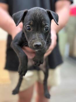 Wirehaired Terrier Dogs Available for Adoption in Swainsboro, Georgia - Dash | PetCurious